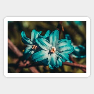 Glory of the Snow Flower, Macro Photograph Sticker